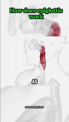 How does epiglottis work? #biology #mouth #oxygen #life #aivideo