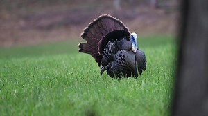 4 STEPS!!! Throwback to one of my favorite turkey hunts of all time in Pennsy! #AirGobby #realtreeworks #provendeadly #a300turkey #berettatribe #turkeybefloppin #struttin #tbt #turkeyhunting #turkeyseason ScentLok BERETTA Realtree Flextone Game Calls TRUGLO Hawke Jase Outdoors | HeadHunters TV