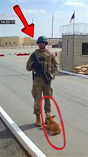 A small dog climbs onto an army soldier and surprises everyone.