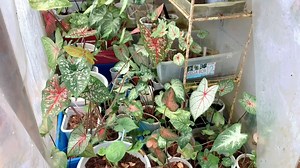 Tips how to take care Caladium from Bulb #caladiumbulb #howtotakecarecaladiumbulb #lovekye8 #Lovekyegarden #highlights #garden #caladiumvarieties #caladiumpottingmix #caladiumcollections #followers #everyone #shortvideos | LovekyeGarden