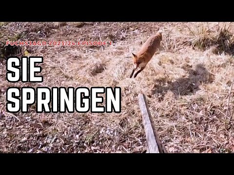 Fuchsjagd - Baujagd 2023/24 Episode 1 | Sie springen bei jedem Wetter!