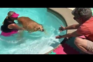 5.6K views · 376 reactions | Homeward Bound's donated pool is not just great on hot days; it is the perfect place to help overweight dogs exercise without stressing their joints. When Shilo came to us, she was so large she could barely walk. A visit to our Doc, a change of diet, regular short walks - and today - her first swim! Just look at her now! Go, Shilo, Go! | Homeward Bound Golden Retriever Rescue & Sanctuary, Inc. | Facebook