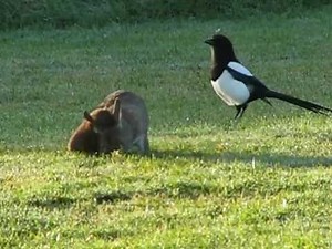 STOAT AND RABBIT, PONTEFRACT PARK.
