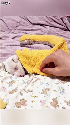 A homeless puppy lost in the snow, anxious and about to cry, until a man walking his dog passed by.