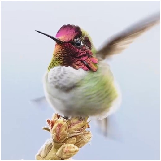 96K views · 3.3K reactions | Hummingbird changing its colors  | MetDaan Creative | Facebook