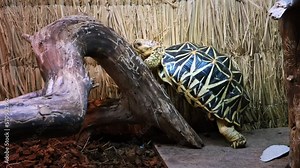 A star turtle climbs up on a tree branch in a zoo park. Indoor background. Concept of perseverance and achieve the purpose. Wild exotic animal. Trying again and again. Slow motion. 4K video footage.