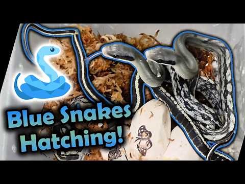 Baby Blue Beauty Snakes Hatching!