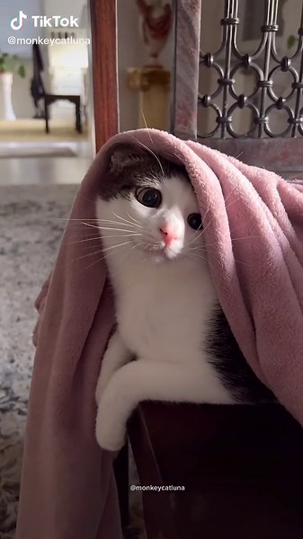 Crunchy Cat Luna: A Normal Crunchy Day