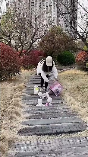 Small Pomeranian, Cute Tiny Happy Pup 🐕✨ #Pomeranian #TinyCutie