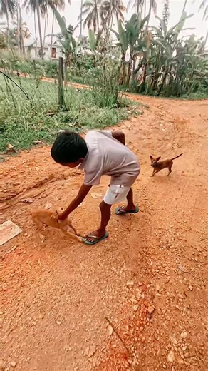 These two puppies are my brother's best friends!🐶🩷(CUTE) #puppies #cute
