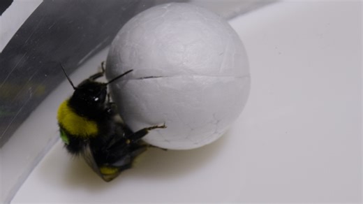 Secrets of the bees: Revealing the sneaky genius of nature's brightest thinkers