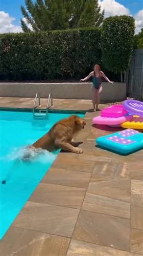 Lion crashes pool party! | Evan Era