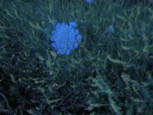 Lil Peep - Big City Blues Lyrics Explained