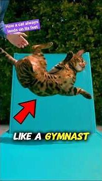 How Do Cats Always Land on Their Feet? #shorts