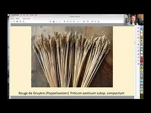 Splendor of Spelt: Cultivation, Qualities, Research, and Processing