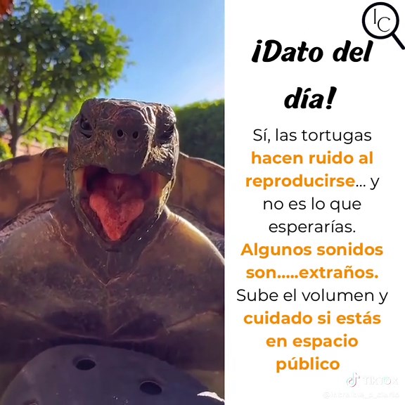 Sonidos sorprendentes durante el apareamiento de tortugas