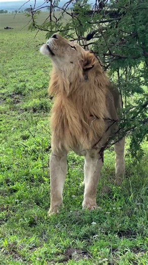 Paul Safari Guide on Instagram: "Lion scent-marking territory. Los leones marcan su territorio con su olor. Lions use territory scent marking as a powerful communication system shaped by dominance, chemistry, and survival. First, males and females spray urine on grass, bushes, and trees to clearly signal ownership of their territory. Second, the strong scent warns rival lions to keep their distance, reducing the need for direct and risky confrontations. Third, scent marking helps pride members r