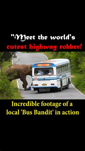 Captured a unique moment today where a wild elephant decided to inspect a passenger bus for some tasty treats! While it looks adorable, it’s a powerful reminder of the close encounters between humans and wildlife in Sri Lanka. Always remember to stay safe and keep a distance when driving through elephant corridors. | Elephant lifestyle