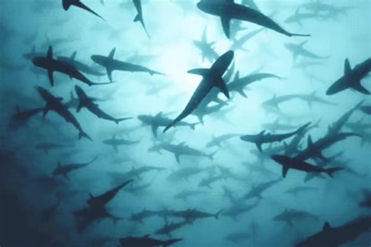 Explora la Vida Marina: Ediciones y GIFs del Océano