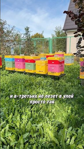 IF YOU LOVE YOUR BEES, DON'T DO THESE THREE THINGS #apiary #bee #beekeeper #ecohoney #beeproducts