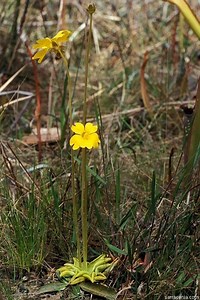 Pinguicula lutea - Alchetron, The Free Social Encyclopedia
