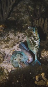 5.1K views · 56 reactions | Can you spot the octopus changing colors?? @malekbeeprod https://www.instagram.com/malekbeeprod/ | Diving Specials | Facebook