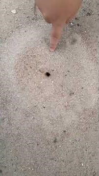 FUI ATACADO POR FORMIGAS. ELA MORDEU MEU PÉ. #SHORTS