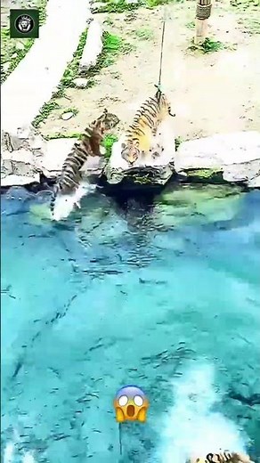 Tiger vs Tiger - By Zookeeper (tt)