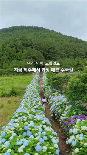 여름 제주도여행 코스 | 제주 수국 명소 추천 가볼만한곳 제주오름