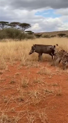 Warthog vs Hyena, A hungry hyena attack on warthog.#hyena #warthog #wildlife #wildliferescue #nature