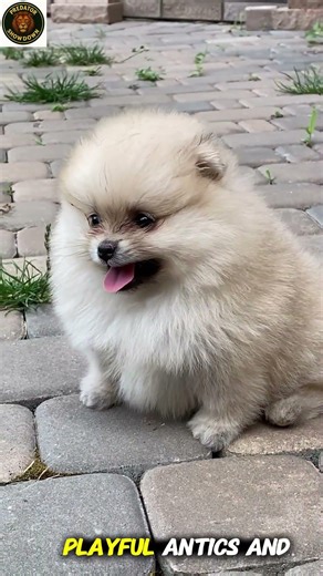 Cute Dogs That Instantly Brighten Your Day | Fun & Amazing Facts | dogs