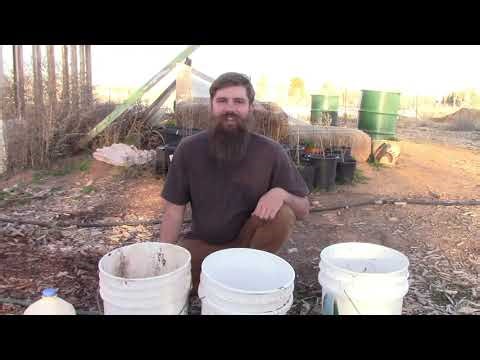 Making a Compost Extract and When to Apply It