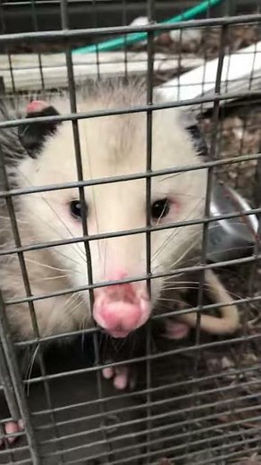Opossum Removal Nassau County Animal Control Service