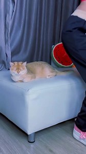 2M views · 38K reactions | Cat perfect haircut 朗#reels #cat #viralreels #viral | PrincessNikacat | Facebook