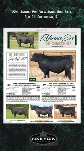 Make plans to attend the Pine View Farms LLC 22nd Annual Bull Sale in Colesburg, IA. Broadcasting live on DV Auction. Sale kicks off at 1 pm and features 140 powerful Angus bulls and top-cut commercial heifers. https://online.flippingbook.com/view/946050606/ | CK6 Consulting Services Inc.