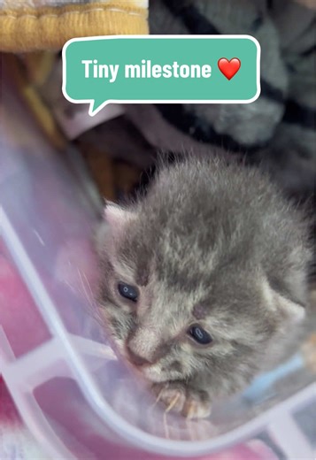 One of the tiny foster babies opened their eyes today 🥹 These neonatal kittens are about a week old, so we’re starting to see their first little milestones. Watching them grow stronger each day makes the sleepless nights worth it. Everyone is eating and gaining so far. Keep rooting for them. 🐾🍼 #kitten #kittensoftiktok #kittens #kittenseason #adoptdontshop
