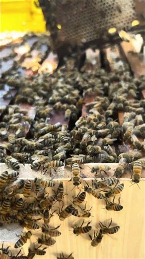 Busy bees #shorts