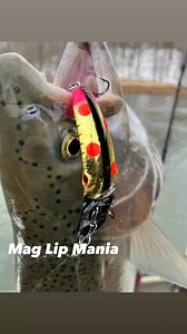 The King of steelhead plugs, Mag Lip 3.0 & 3.5 are like money 💰 in the bank! 📸: Jay Frolenko | Yakima Bait Company