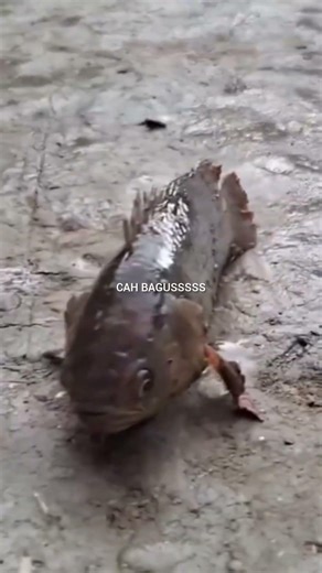 Why Can the Climbing Perch Survive on Land?