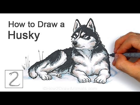 How to Draw a Siberian Husky Dog