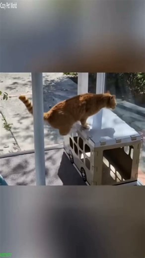 Talking Cat acts like human - Cat Channel 🚀 Blow Up!