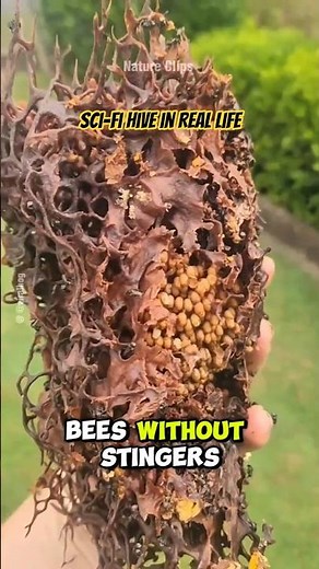 Australia’s Bizarre Bee Builds Sci-Fi Honeycombs #bee