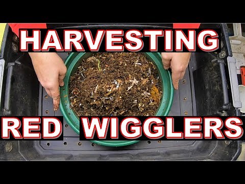 Red Wiggler Worm Farm Harvest and Reset to the DIY stacked system.