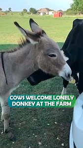 301K views · 11K reactions | Bossy donkey joins cow family  #donkeys #animalfriends #cuddlebuddies | Cuddle Buddies | Facebook