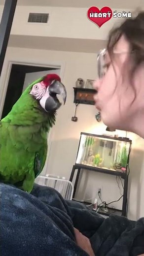 Talking Macaw Mimicking Her Owner || Heartsome 💖
