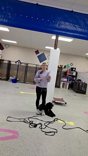Hazel learning self control, focusing on the human and the task at hand, the out command, and the behavioral down | Fun Fur Pets Training Program