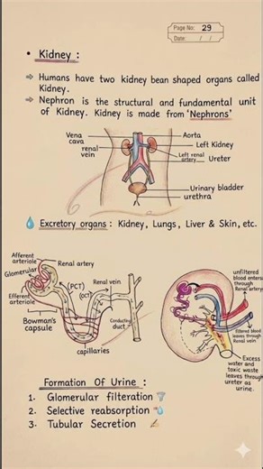 Class 10 Science Chapter 5 Life Processes (Excretion)✨Topper's Handwritten Notes🔥 #handwrittennotes