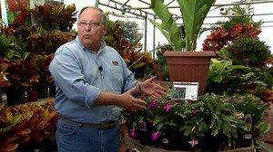 8.1K views · 138 reactions | During the holiday season, you will see Christmas cactuses for sale in nurseries, home improvement stores and even supermarkets. On this edition of Get It Growing, LSU AgCenter horticulturist Dan Gill explains how to care for your Christmas cactuses during the holiday season and throughout the year to help them do their best for years to come. | LSU AgCenter | Facebook