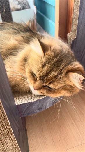 morning day1070 sanko-san #135