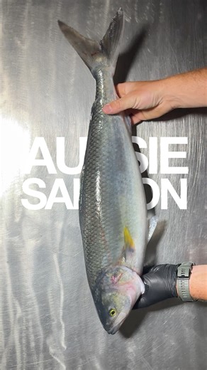 Cooking Australia’s Most Underrated Fish #fishrecipes #cooking #homecook #seafood #recipeideas